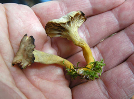 Cantharellus tubaeformis, Two fruiting bodies and a bit of moss in which they grew reveal the yellow stalk base and very widely spaced blunt-edged gills. These caps are old and drying at the margins.